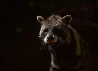A origem do nome é uma referência à civeta, chamada de 