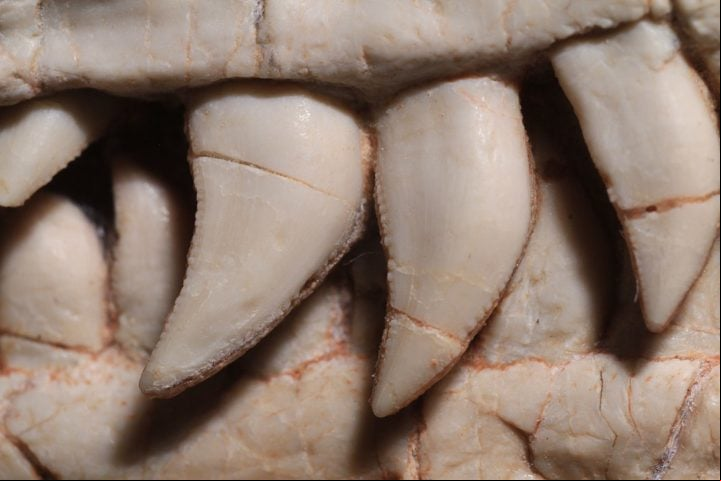 Um dos fósseis era de um Saturnalia Tupiniquim, espécie herbívora. O outro era de um Burioleste, carnívoro, com dentes serrilhados (foto)
