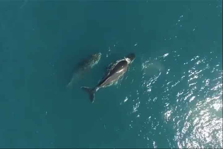 “Essa é uma área muito rica, cerca de 70% das espécies de baleias e golfinhos do mar brasileiro são encontrados aqui”, explicou José Olímpio, biólogo coordenador-geral do PMC-BS, ao Jornal Nacional, da TV Globo.