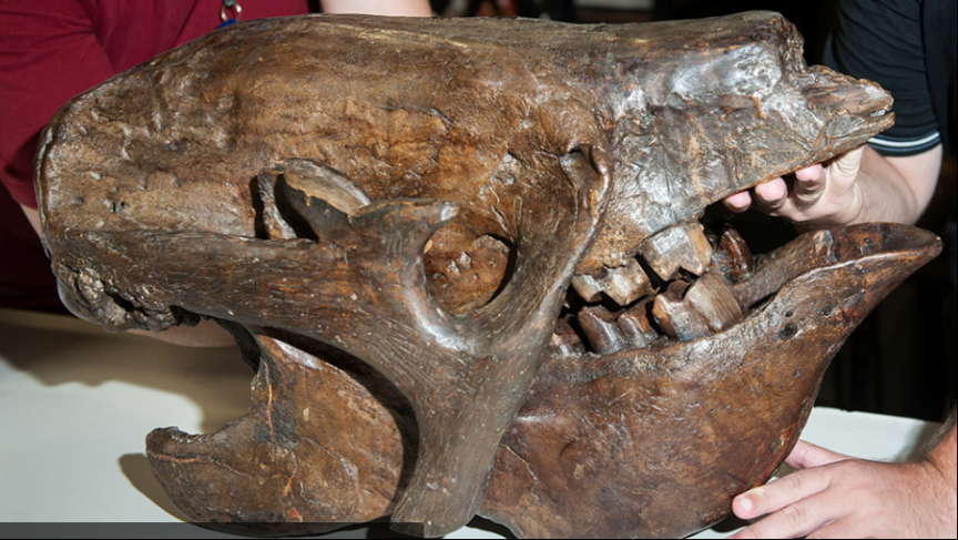 Grande parte do material é destinada a pesquisas de estudantes. Mas o público em geral pode visitar exemplares em exposição: réplicas e fósseis de vegetais e animais, como a preguiça-gigante (foto) e o prestossauro, grande predador do ado.