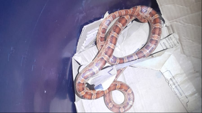 A espécie é endêmica dos Estados Unidos, mas foi encontrada em um apartamento de Fortaleza